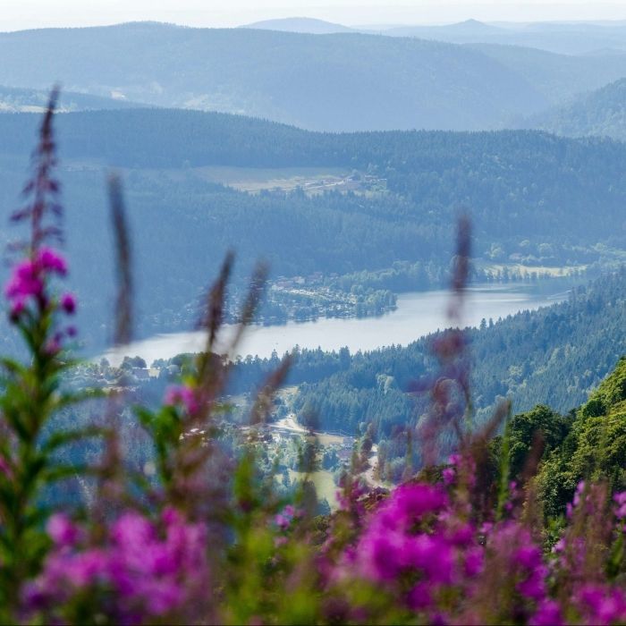 View of a Vosges lake surrounded by forests and wildflowers
