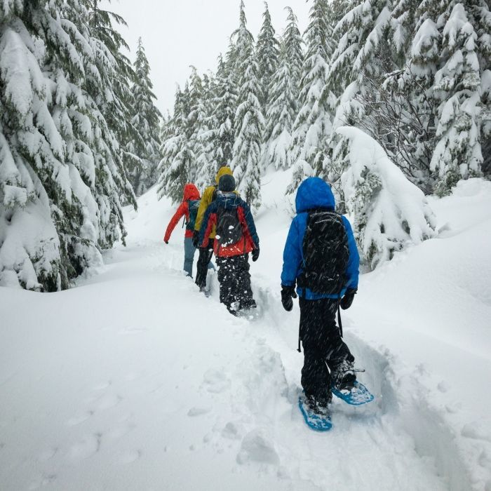 Snowshoers hiking through a snowy forest, winter scenery in the Vosges mountains